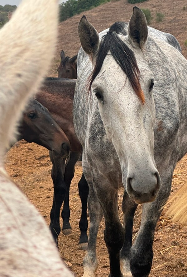 Visita Guiada “La Tierra del Caballo”